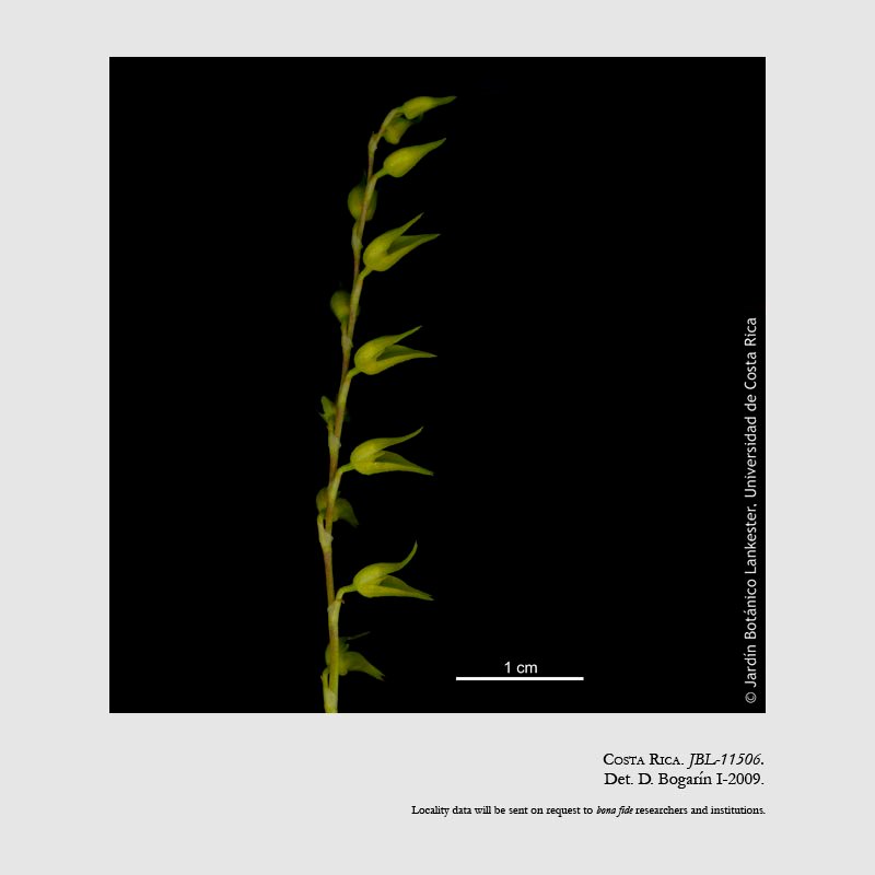 Specklinia costaricensis