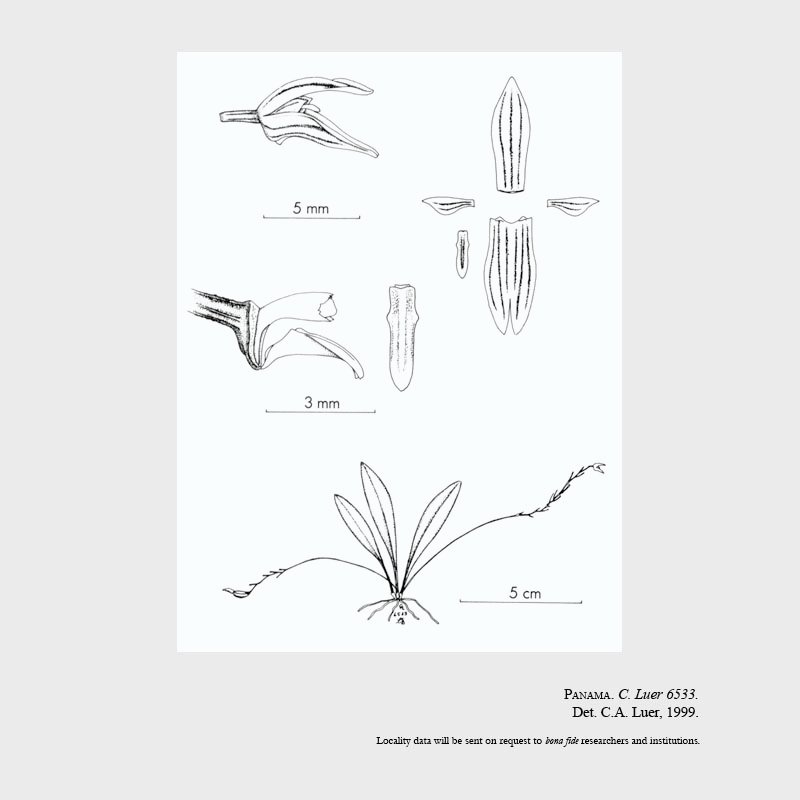 Specklinia displosa