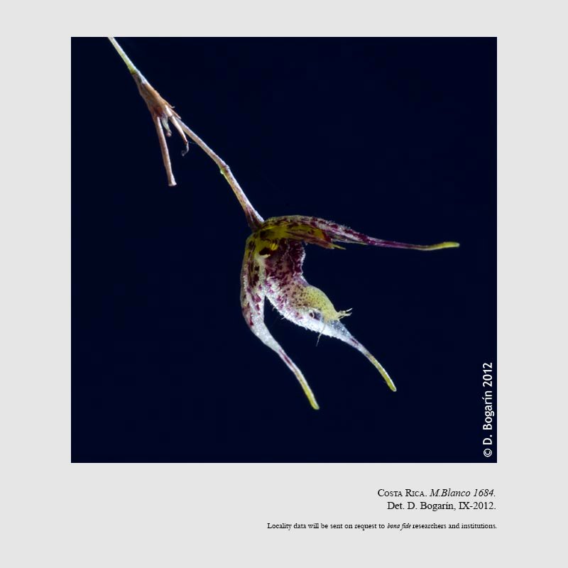 Specklinia hastata