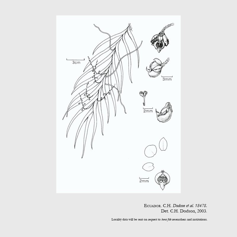 Sphyrastylis bonitensis