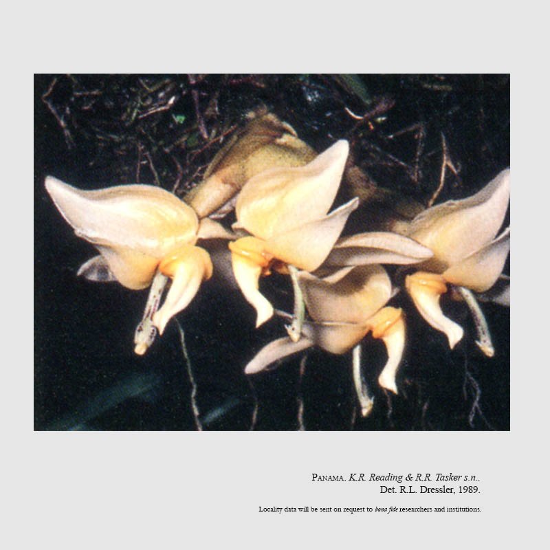 Stanhopea avicula