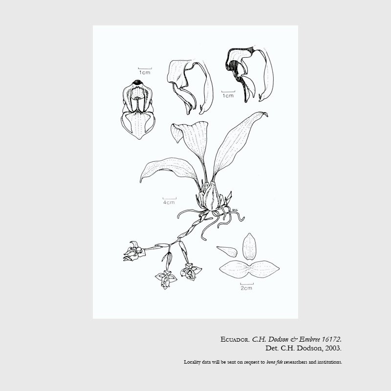 Stanhopea carchiensis
