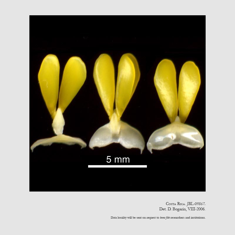 Stanhopea ecornuta