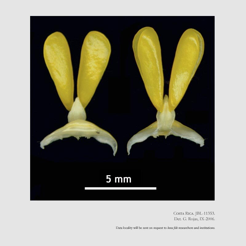 Stanhopea ecornuta