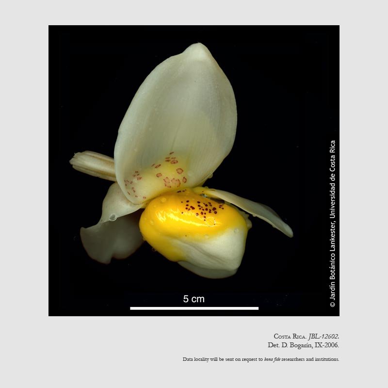 Stanhopea ecornuta