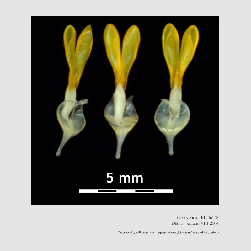 Stanhopea warszewicziana