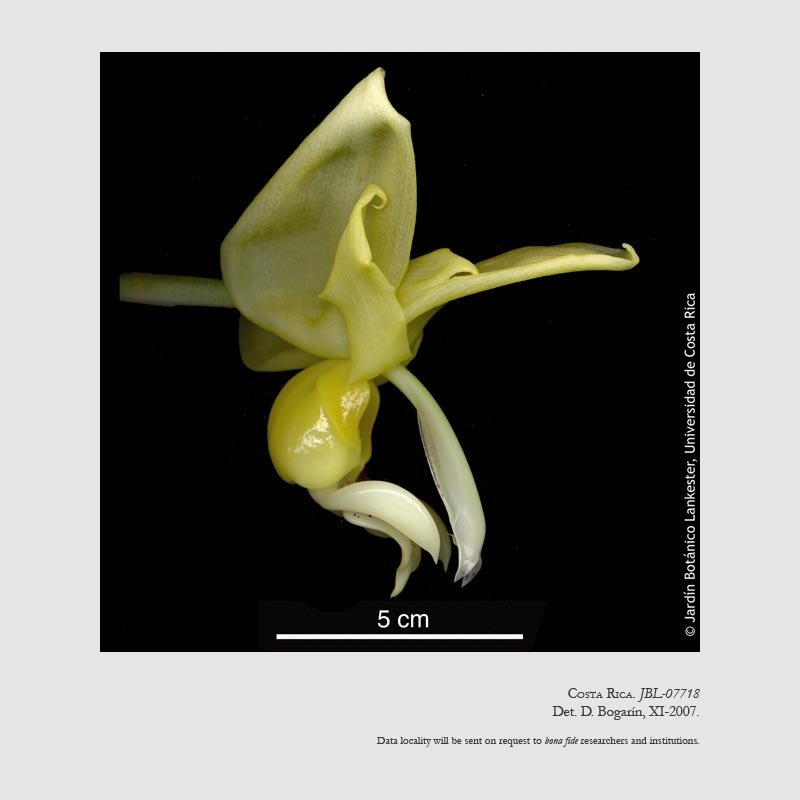 Stanhopea warszewicziana