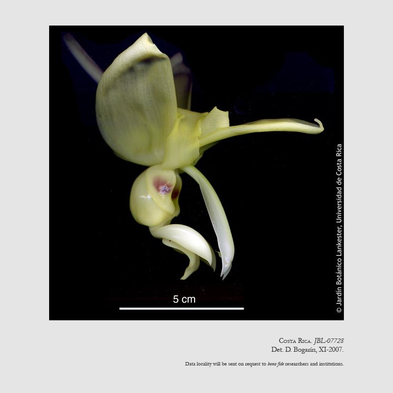 Stanhopea warszewicziana