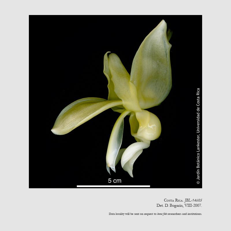 Stanhopea warszewicziana