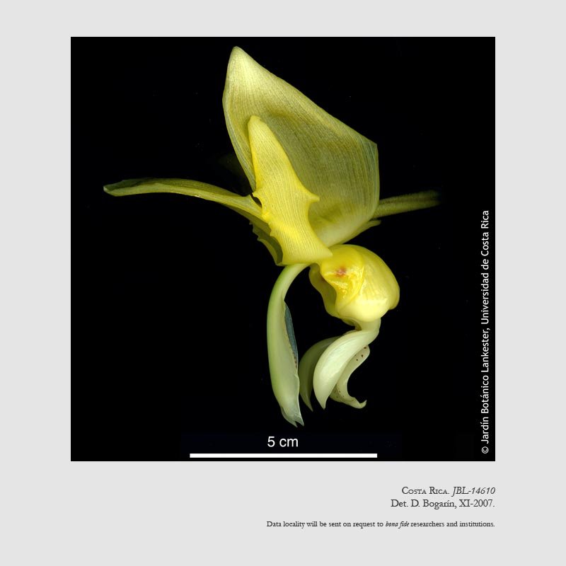 Stanhopea warszewicziana