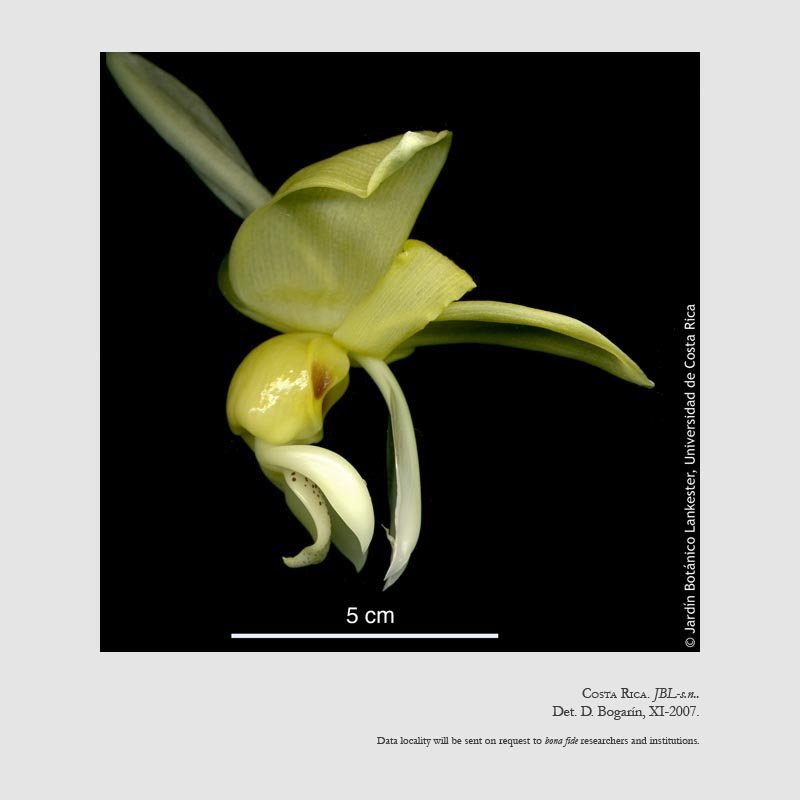 Stanhopea warszewicziana