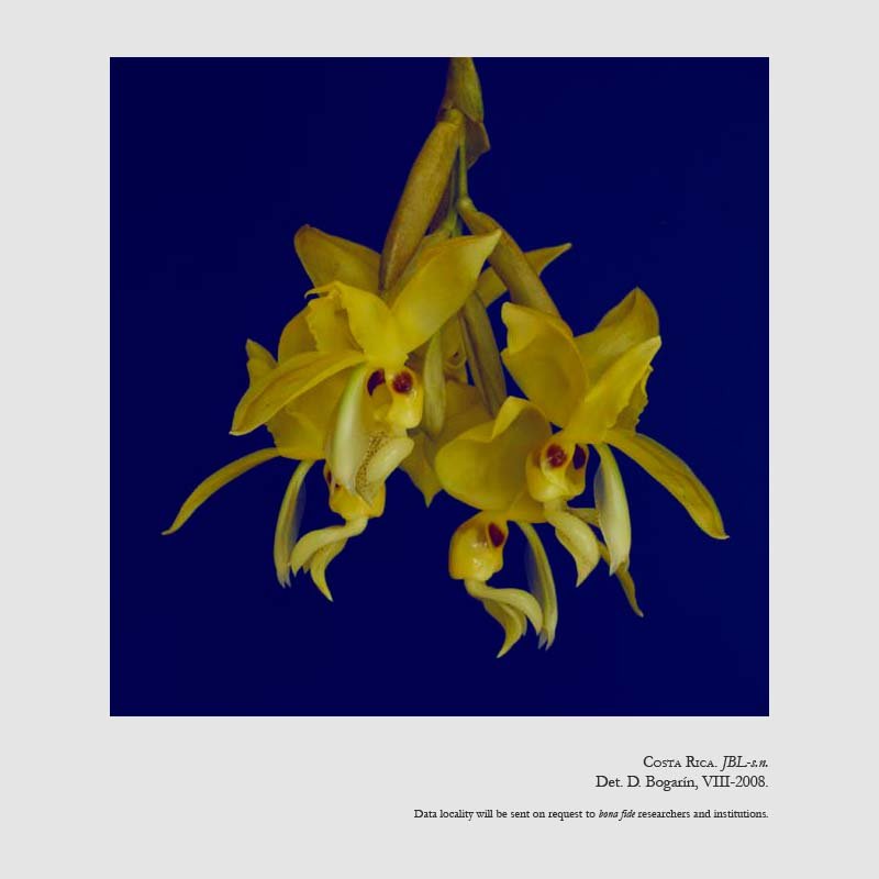Stanhopea warszewicziana