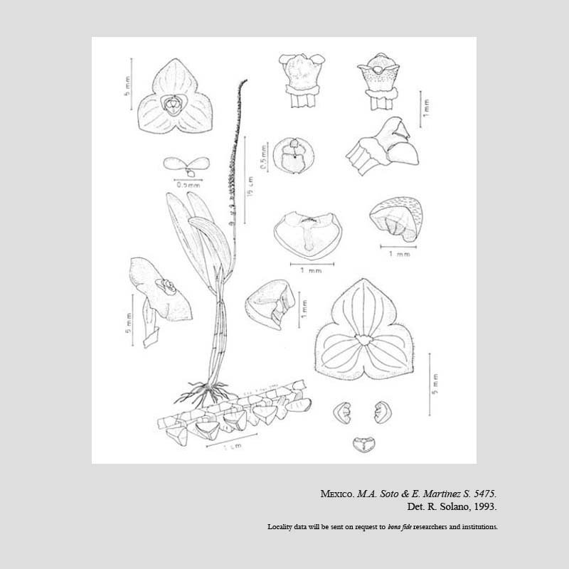 Stelis chiapensis