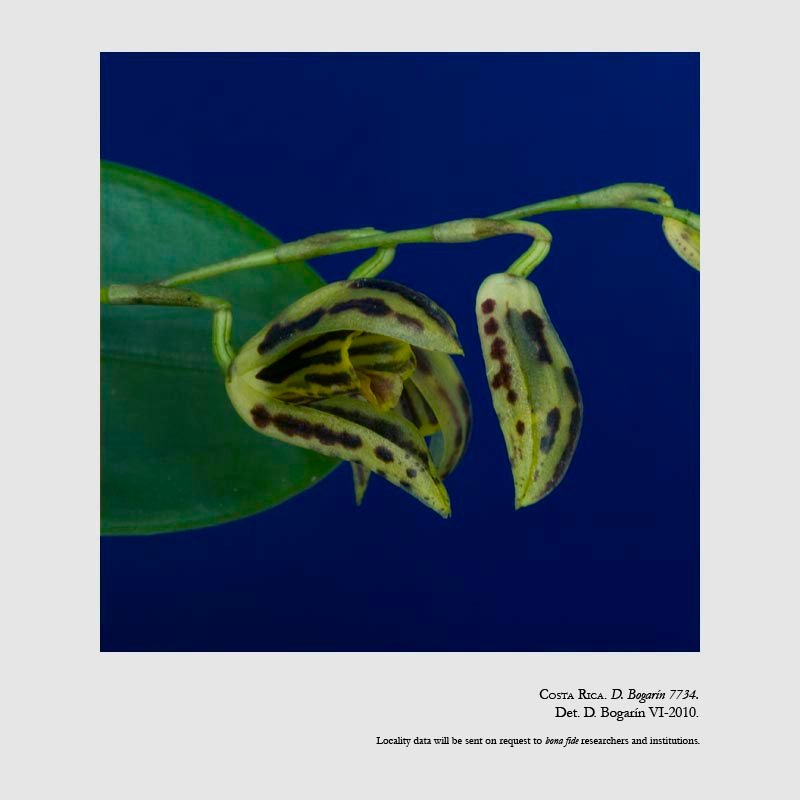 Stelis cylindrata