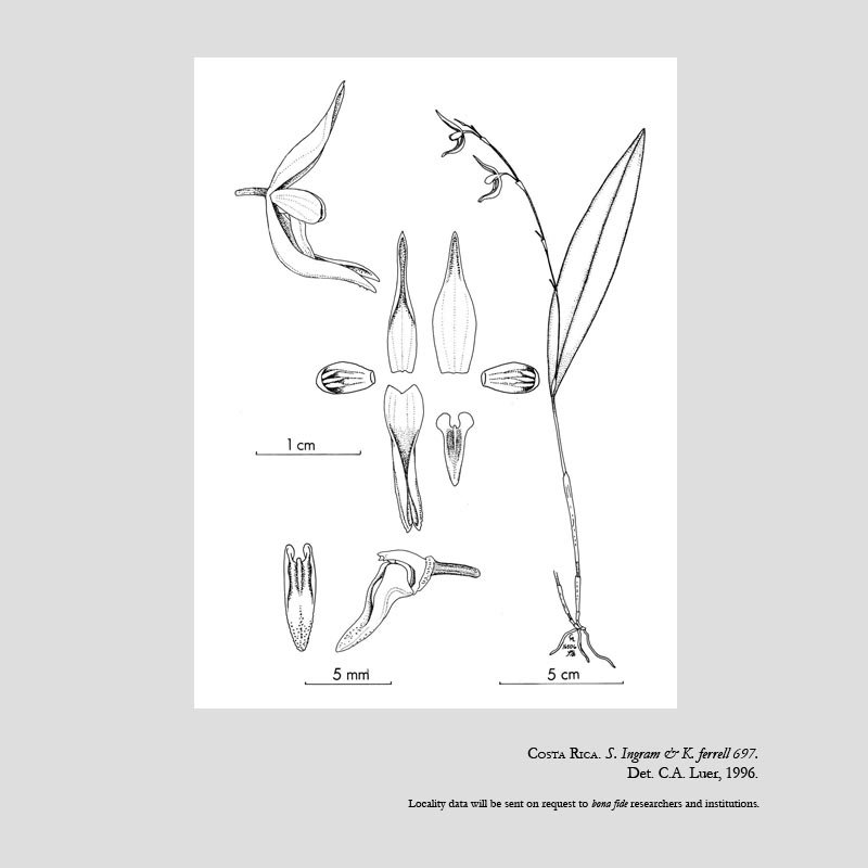 Stelis ferrelliae