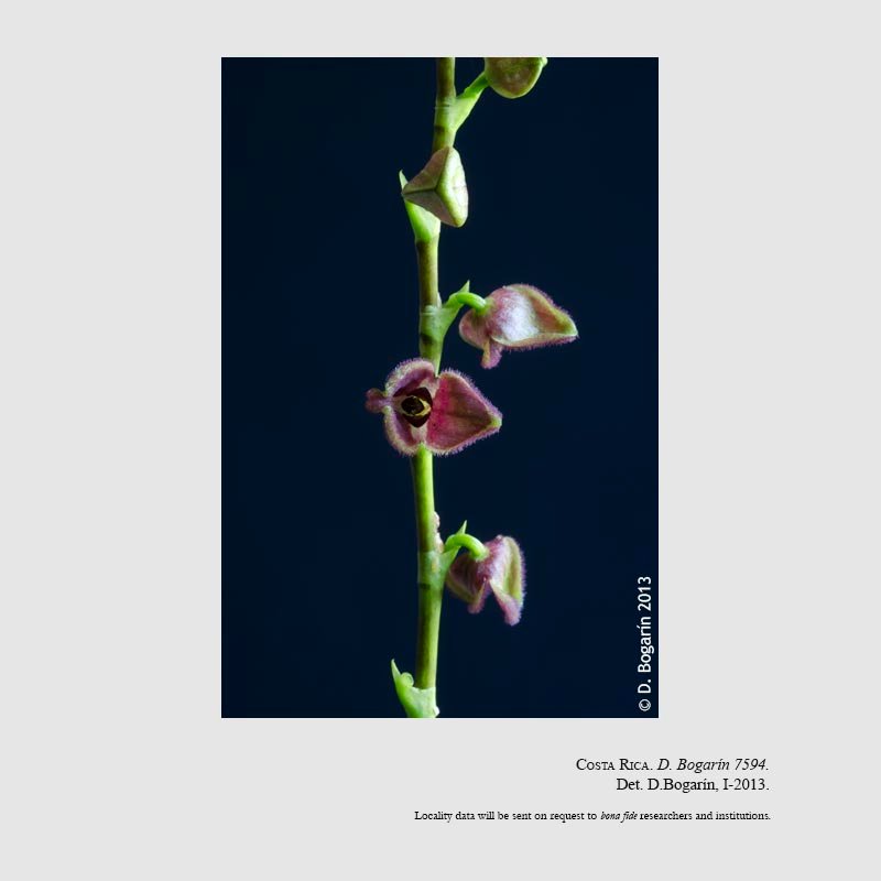 Stelis kareniae