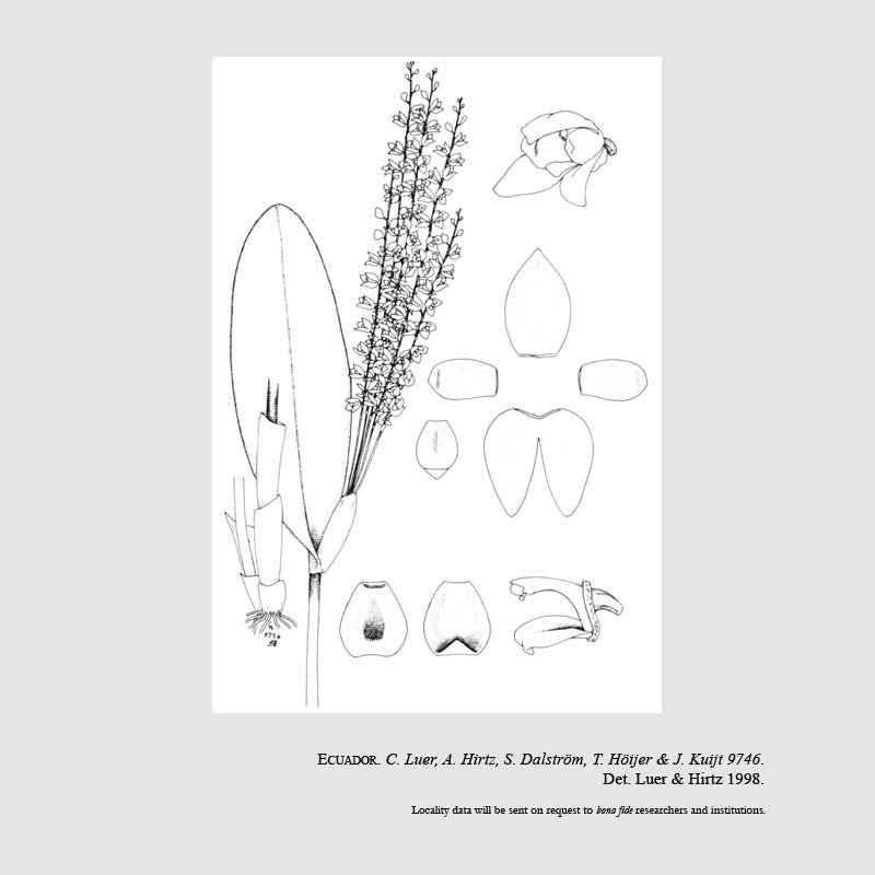 Stelis laevis