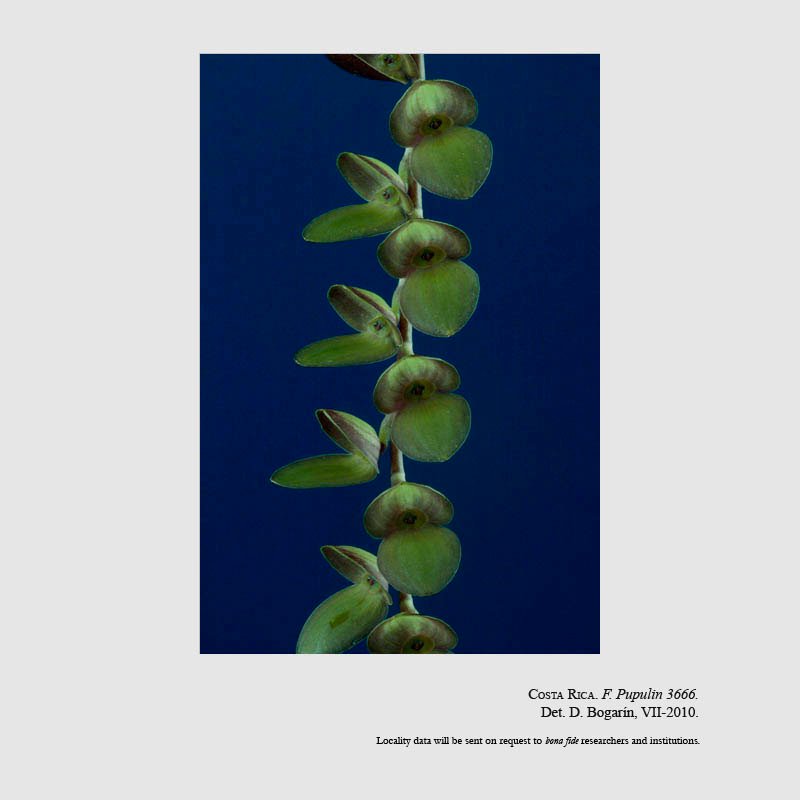 Stelis lankesteri