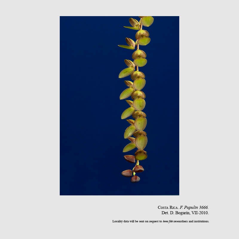 Stelis lankesteri