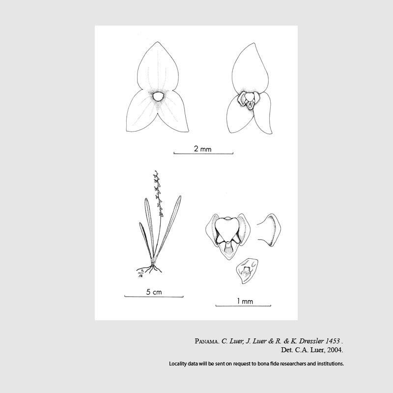 Stelis meganthera