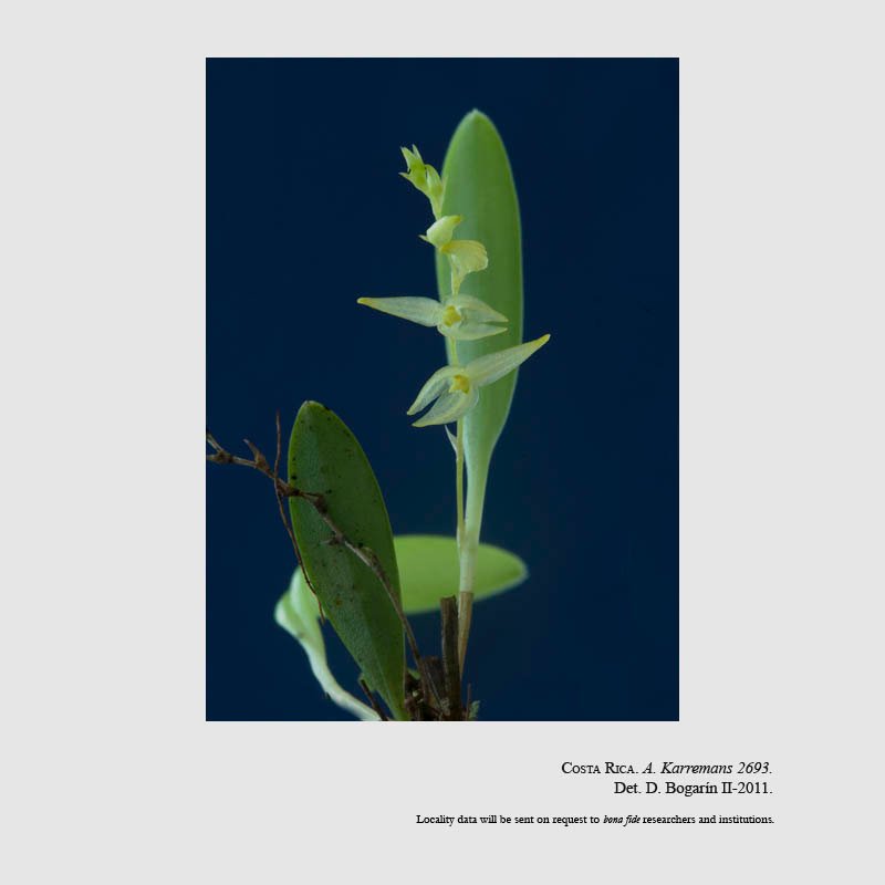 Stelis micragrostis