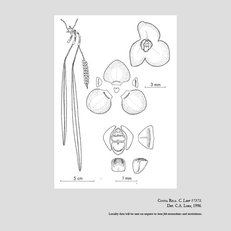 Stelis morae
