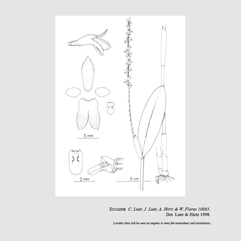 Stelis salpingantha
