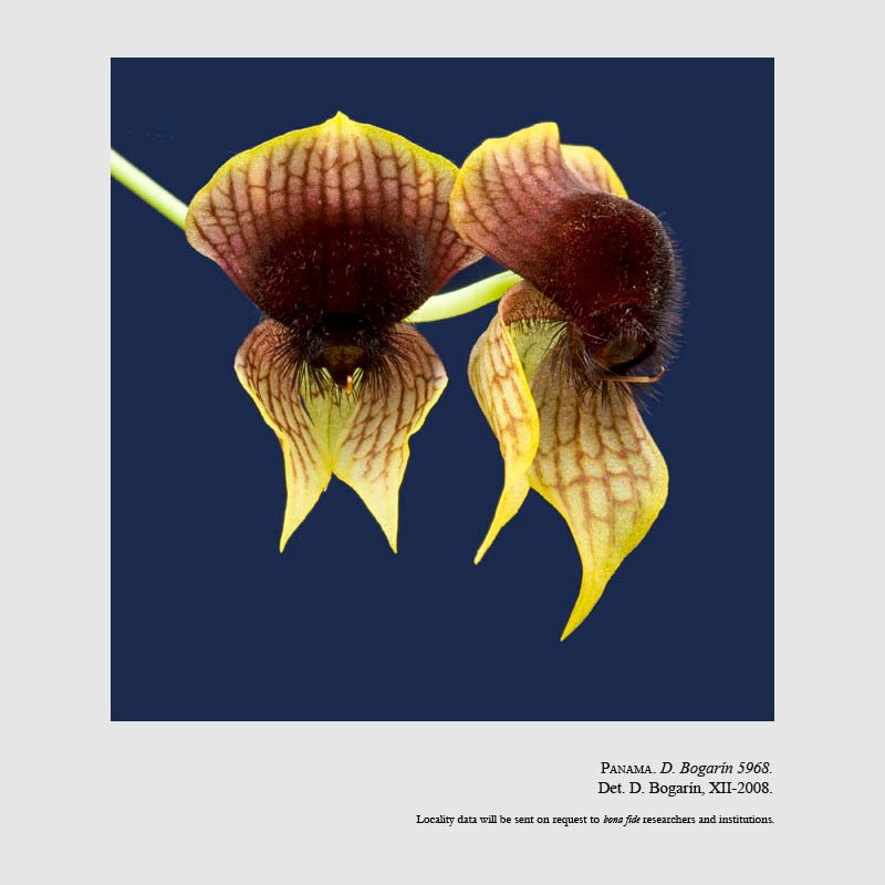 Telipogon bombiformis