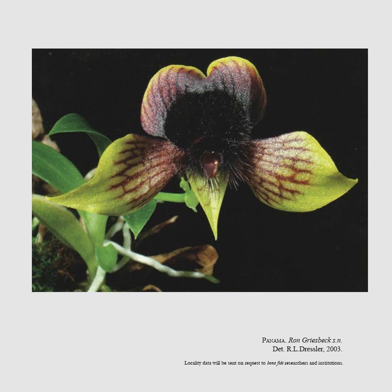 Telipogon bombiformis