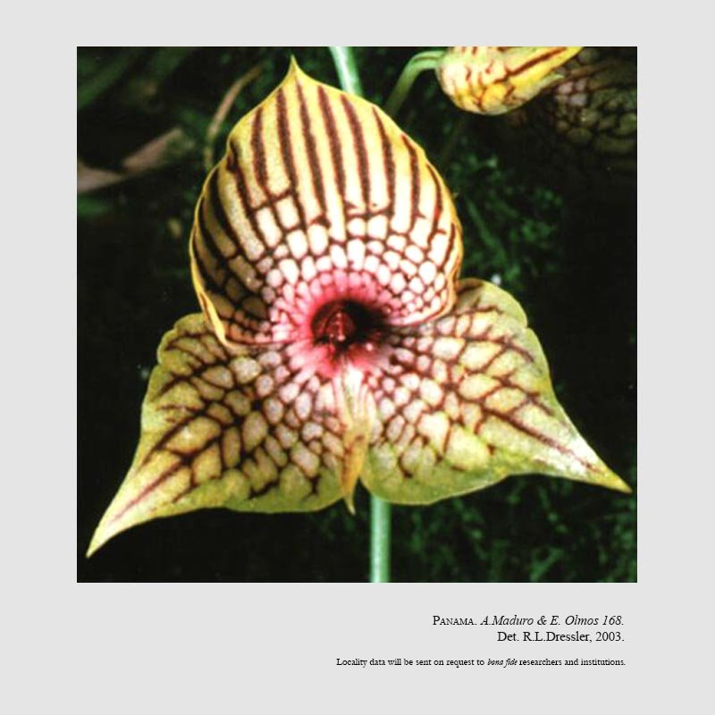 Telipogon caulescens