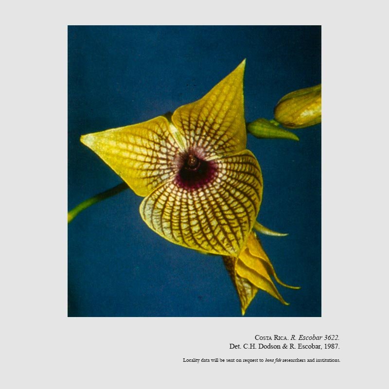 Telipogon gracilipes