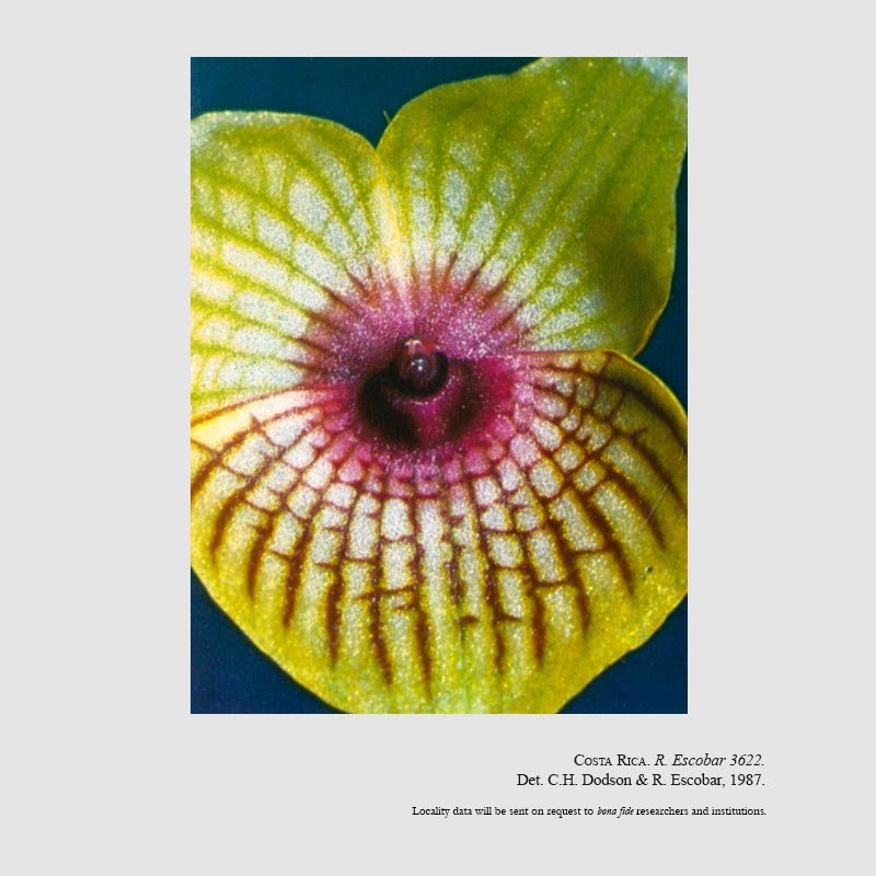 Telipogon gracilipes
