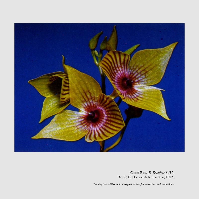 Telipogon gracilipes