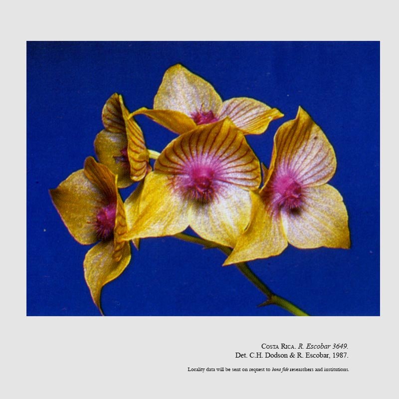 Telipogon leila-alexandrae