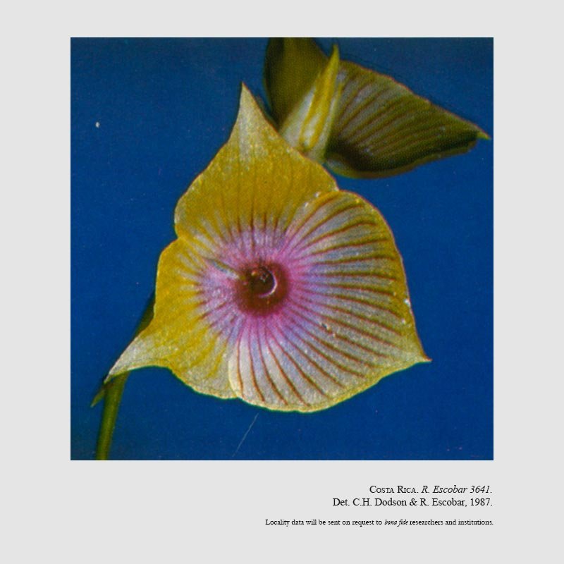 Telipogon leila-alexandrae