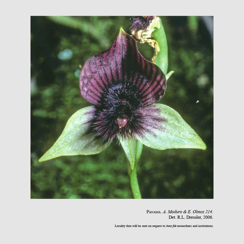 Telipogon personatus