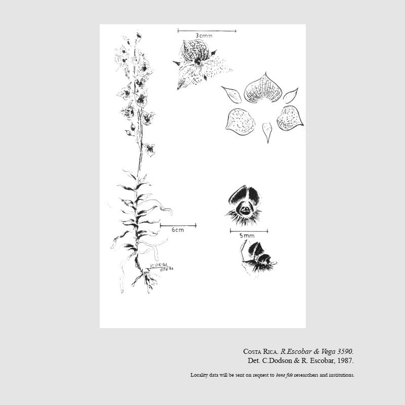 Telipogon storkii subsp. magnificus