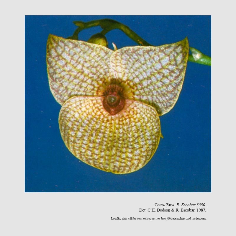 Telipogon storkii subsp. magnificus