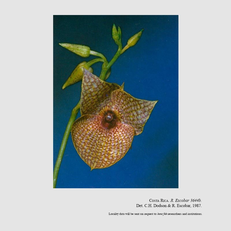 Telipogon storkii subsp. magnificus