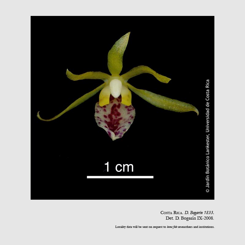 Trichocentrum costaricense