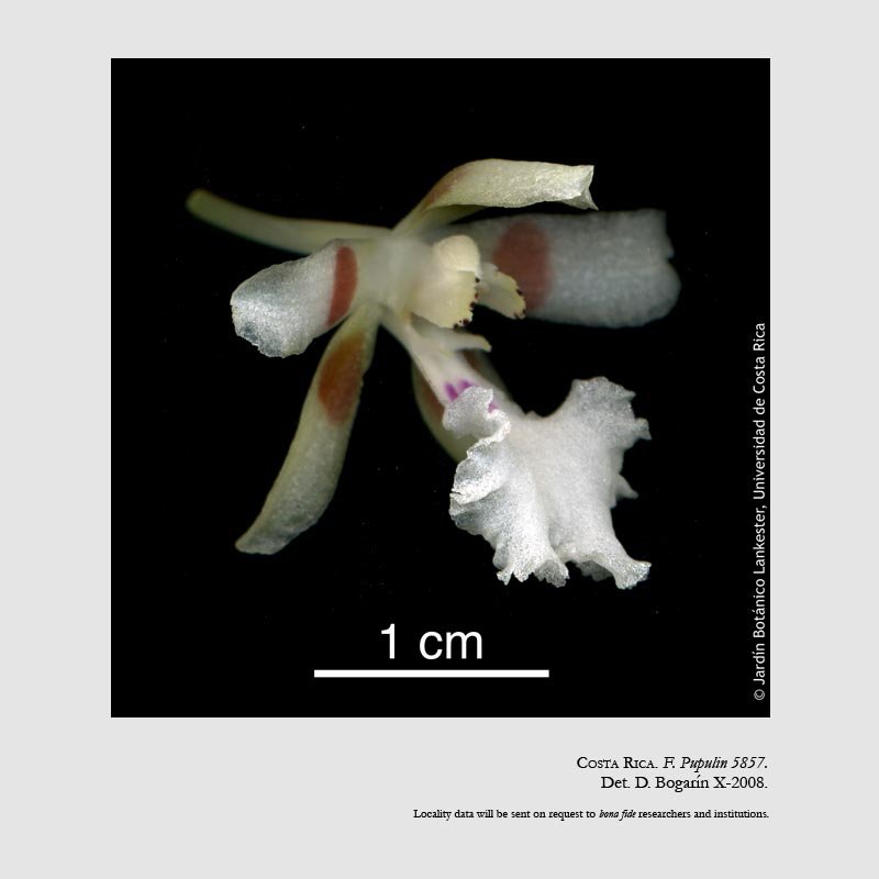 Trichocentrum pfavii