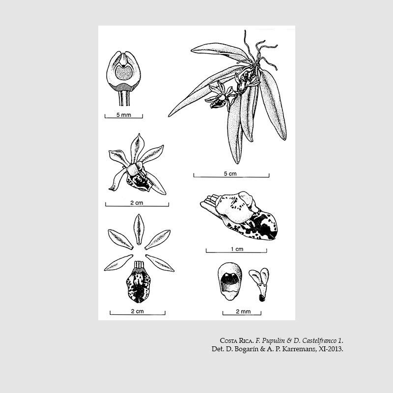 Trichocentrum pupulinianum
