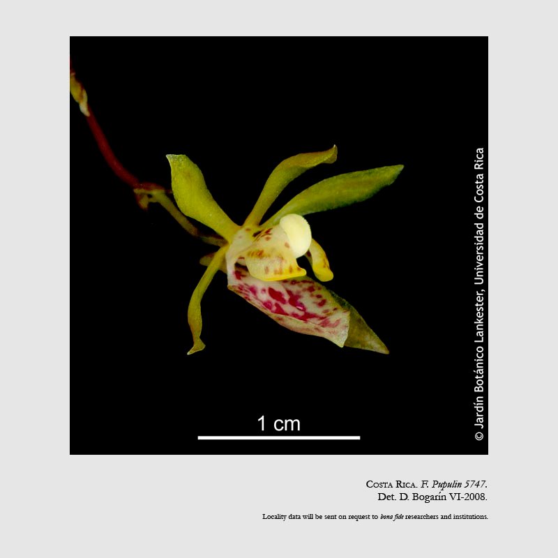 Trichocentrum pupulinianum
