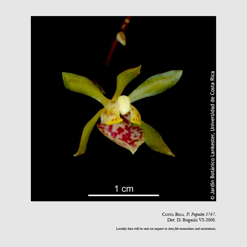 Trichocentrum pupulinianum
