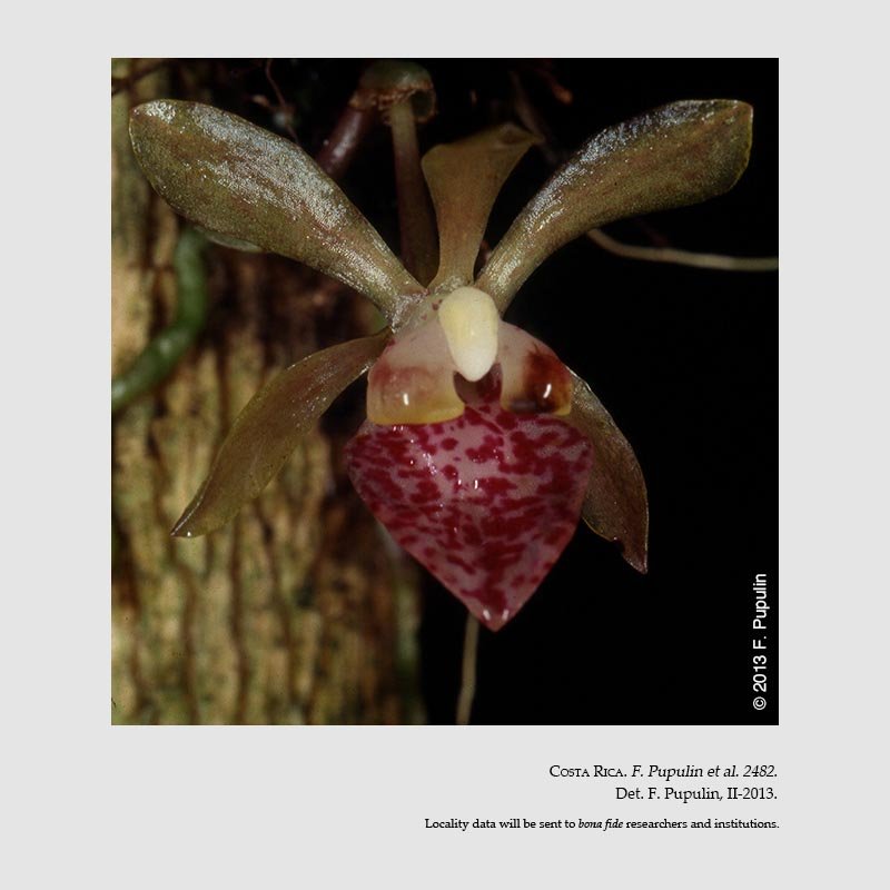Trichocentrum pupulinianum
