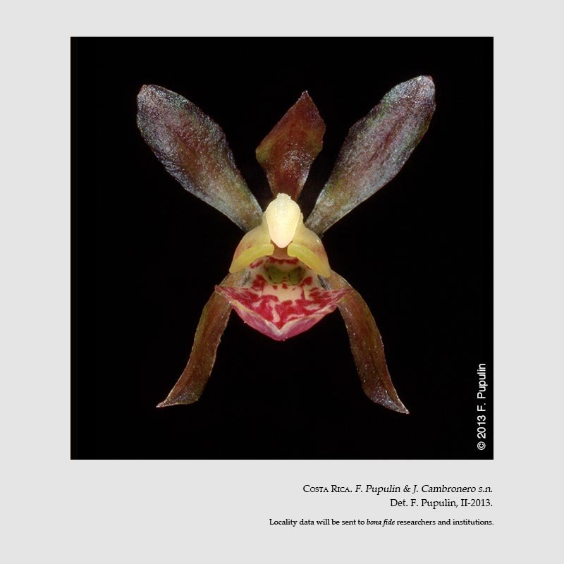 Trichocentrum pupulinianum