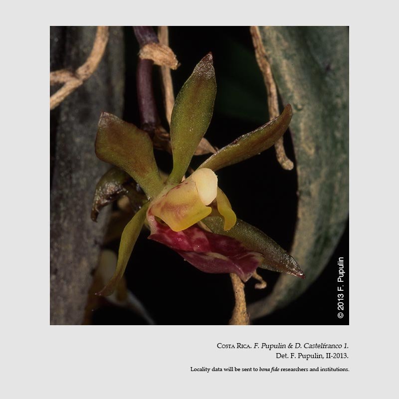 Trichocentrum pupulinianum