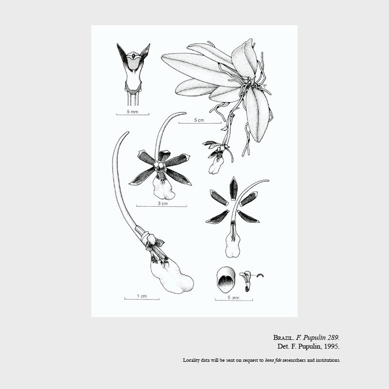 Trichocentrum wagneri
