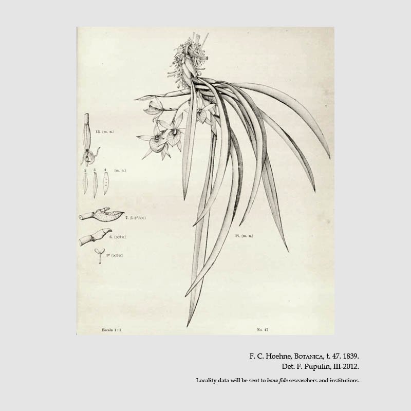 Trichopilia brasiliensis