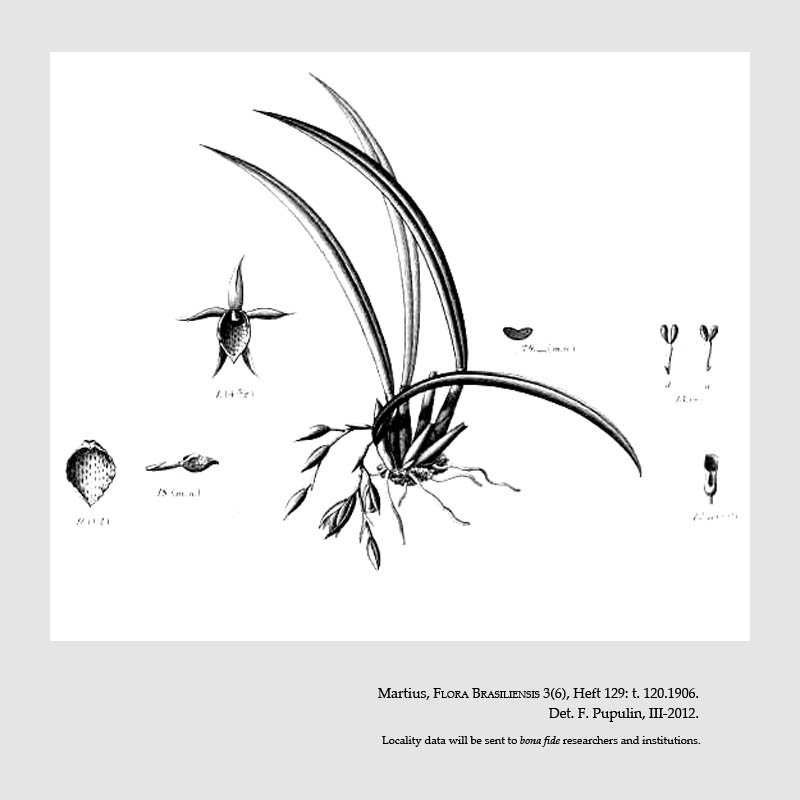 Trichopilia brasiliensis